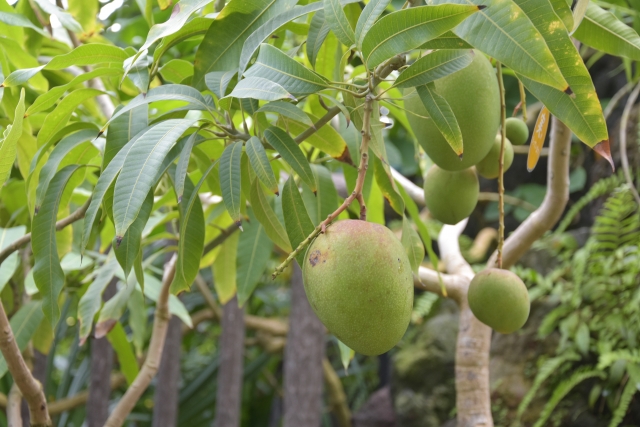 収穫前のマンゴー